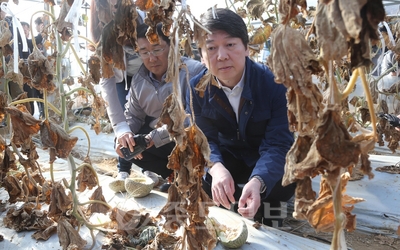 ▲ 무소속 안철수 대선 후보가 8일 오전 경북 구미시 산동면 봉산리 불산 가스 피해현장을 방문, 바짝 말라버린 멜론을 살펴보고 있다. 연합뉴스