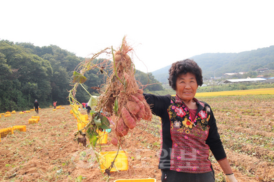 ▲ 보령시 황토고구마 연구회에서 재배하고 있는 보령마루황토고구마 수확 모습.