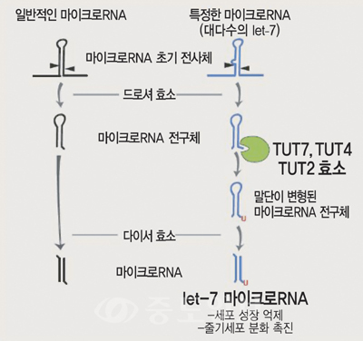 ▲ 세포 안에서 마이크로RNA가 만들어지는 과정