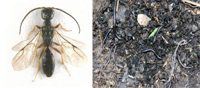 ▲왼쪽은 침벌류 (Acrepyris minutus, 독도 미기록종), 오른쪽은 몽고노래기과(Mongoliulidae, 신종 추정).