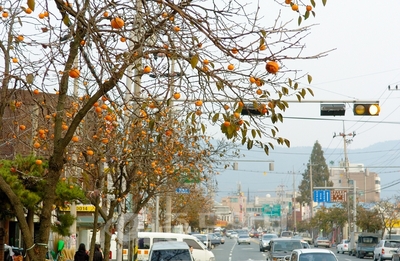 ▲ 보령도심의 가을 끝에 매달린 감나무 가로수.