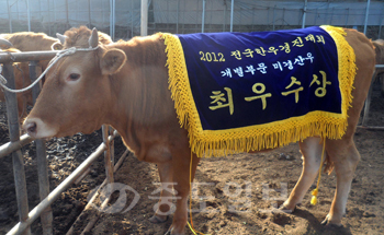 ▲ 미경산우 부문 최우수상을 받은 박연교(64·예산군)씨 출품 암소.