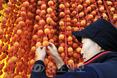 ▲ 영동군 영동읍의 한 농민이 타래에 주렁주렁 매달려 익어가는 곶감을 살피고 있다. 
<br />[사진제공=연합뉴스]