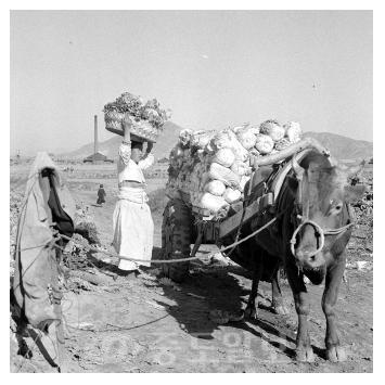 ▲ 소달구지로 배추를 나르는 모습(1957년).