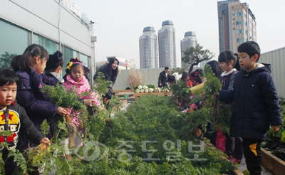 ▲도심 건물의 옥상에서 배추 등 채소를 재배할 수 있는 농업시설을 제공하는 도시텃밭이 지난가을 재배한 농작물을 수확하고 있다. 