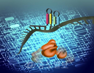 ▲ 미생물의 대사회로내 유전자에 영향을 미치는 합성 조절 RNA (루프모양) 의 작용기작.