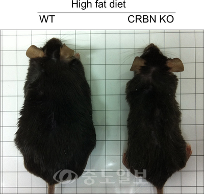 고지방식 섭취후 정상 생쥐(왼쪽)에 비해 세레브론(Cereblon)이 결손된 유전자조작 생쥐에서 고지방식에 의해 유도된 비만에 대한 저항효과 사진.