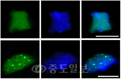 낮동안 핵 내에 흩어져 있는 자이겐티아 단백질<위>과  밤동안 핵체에 모여 있는 자이겐티아 단백질.