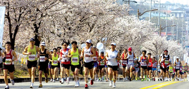 ▲ 제9회 예산벚꽃 전국마라톤대회에 참가한 전국 각 지역에서 모인 마라토너들이 활짝핀 벚꽃 길을 힘차게 달리고 있다. 예산=박갑순 기자