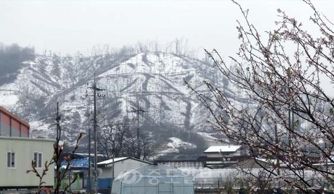 ▲ 절기상 곡우인 20일 금산지역에 때 늦은 눈이 내렸다. 한 시골 마을에 핀 봅꽃과 앞산의 흰눈이 묘한 조화를 이루고 있다.   연합뉴스