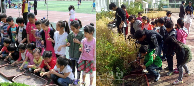 대전 서대전초등학교 학생들이 학교농장 모내기 작업에 열중하고 있다. <왼쪽>. 대전 보운초등학교 학생들이 학교농장에서 추수행사를 하고 있다.