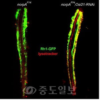 ▲ '다이하드4'의 기능상실에 의해 로돕신(녹색)의 세포질 내 축적이 완화됨과 함께 로돕신을 포함한 리소좀(적색)의 수가 증가하고 있음을 알 수 있다. 