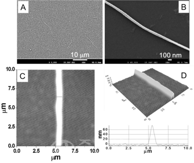 ▲ 반도체 고분자 나노선 결정의 주사전자현미경 사진 (A, B) 과 원자힘현미경 사진 (C, D)