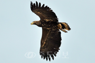 ▲ 멸종위기 야생생물 1급인 흰꼬리수리가 대전서 포착됐다. 대전시 제공