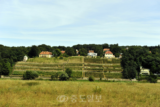 ▲ 드레스덴 교외에 위치한 와이너리. 사진 왼쪽 건물은 독일 영사가 주재하고 있음.