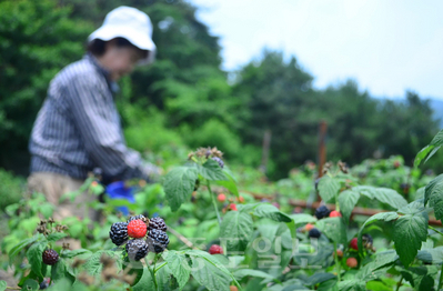 ▲ 산야초 가공 전문가 과정.