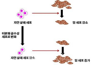 암 환경에서 자연살해세포는 암세포를 직접 공격함으로써 이들의 감소를 유도한다.