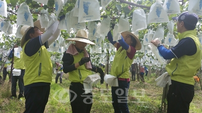 ▲ 금융노조 NH농협지부는 충남 농촌지역에서 일손돕기를 진행하고 있다.