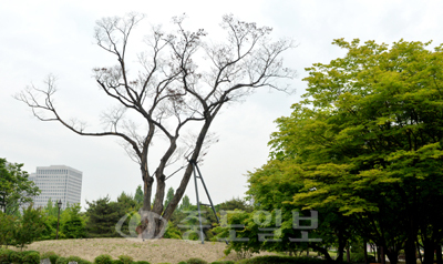 ▲ 수령 170년의 둔산동 느티나무.