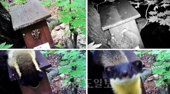 ▲ 속리산 담비 서식 확인 /사진=속리산 국립공원사무소