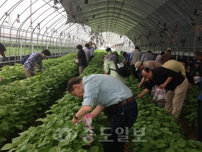 ▲ 충남도 귀농교육생들의 깻잎수확 모습. 