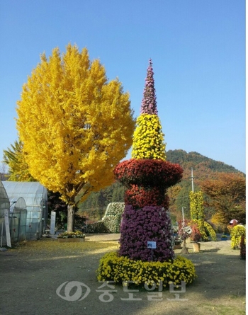 ▲ 지난해 국화전시회 한빛탑 조형물 모습.