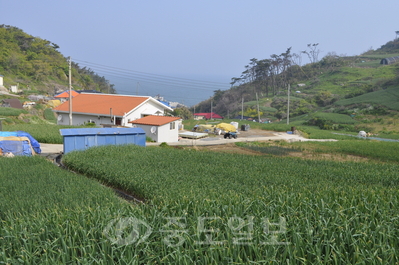 ▲ 태안 근홍면 가의도 마늘종구 전문단지.