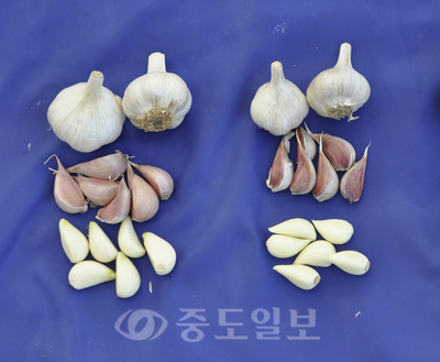 ▲ 충남농업기술원 태안백합시험장이 개발한 적응성이 뛰어난 6쪽마늘 충남 1호<왼쪽>와 태안종<오른쪽>.