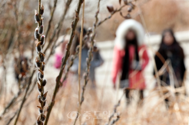 ▲ 입춘을 하루 앞둔 3일 오후 서울 청계천에 버들강아지가 피어나고 있다./연합뉴스
<br />