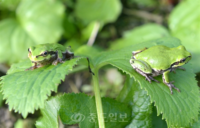 ▲ 경칩을 하루 앞둔 5일 경남 거창군 가북면 우혜리 곰취밭에 겨울잠에서 깬 개구리들이 모습을 드러냈다./연합뉴스