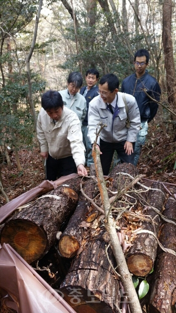 ▲일본의 소나무재선충병 방제모습. 산림청 제공