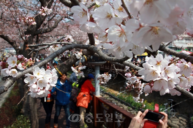 ▲ 진해 군항제 개막을 사흘 앞둔 29일 경남 창원시 진해구의 대표적인 벚꽃 군락지인 여좌동 여좌천 일대 벚꽃들이 하나둘씩 개화하기 시작했다./연합뉴스