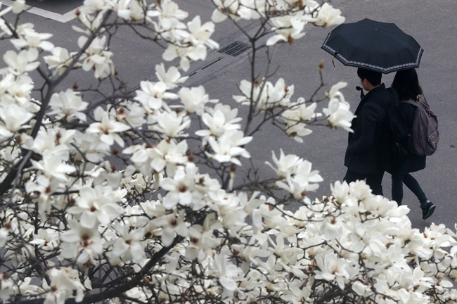 ▲ 서울 광진구 건국대학교에 핀 목련 나무 아래로 학생들이 우산을 쓴 채 걷고 있다./연합뉴스