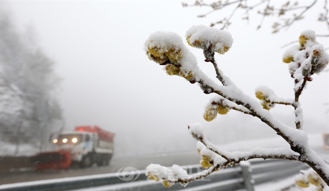 ▲ 7일 강원 산간에 때아닌 '춘설(春雪)'이 내린 가운데 옛 영동고속도로 대관령 구간이 봄과 겨울의 풍경을 한꺼번에 연출하고 있다./연합뉴스