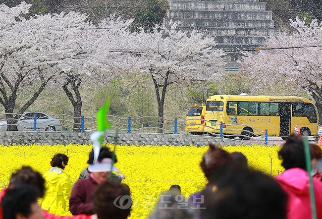 ▲ 유채꽃 축제가 한창인 강원 삼척시 근덕면 상맹방리 옛 7번 국도변이 노란 유채꽃과 하얀 벚꽃으로 장관을 연출하고 있다./연합뉴스