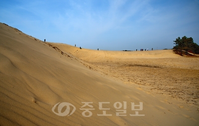 ▲ 사막에 있는 것 같은 착각을 불러일으키는 천연기념물 제431호 '신두리 사구'는 인공시설물을 배제하고 자연상태 그대로 보전하는 것을 목표로 도가 힐링 관광지화에 심혈을 기울이고 있는 곳이다.[충남도 제공]