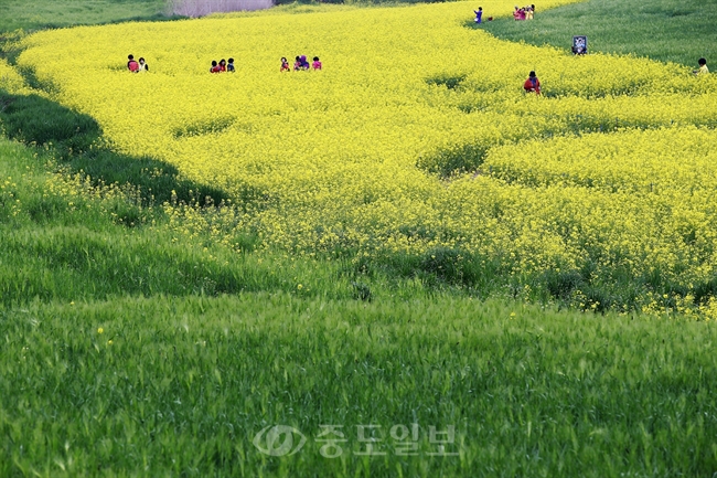 ▲ 봄의 곁에는 늘 청보리가 있다. 21일 전북 고창군 공음면 학원관광농장을 찾은 관람객들이 유채꽃과 청보리밭 사이에서 봄정취를 즐기고 있다. 청보리밭 축제는 18일부터 5월 23일까지 열린다./연합뉴스