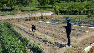 ▲ 충청지방통계청 직원들이 대전 동구 효평동 마을에서 작물재배면적조사를 하고 있다.