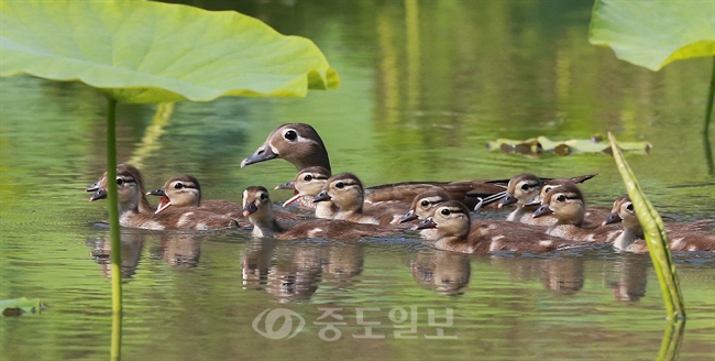 ▲ 2일 경남 함양군 함양읍 상림공원 연꽃단지에서 새끼 원앙(천연기념물 제327호)들이 어미를 따라 헤엄치며 즐거운 한때를 보내고 있다./연합뉴스 제공