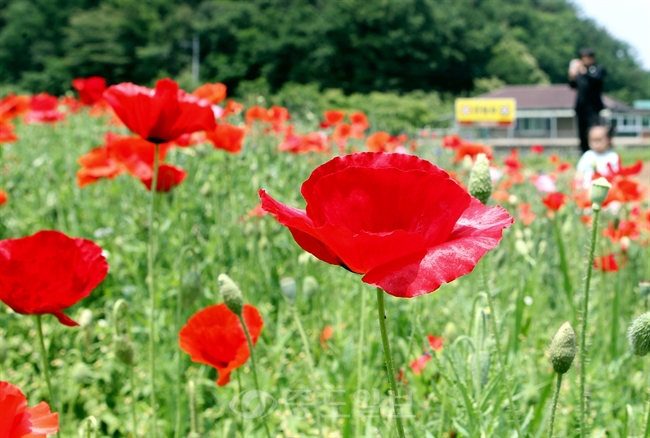 ▲ 강원 원주시 판부면 용수골에서 꽃 양귀비 축제가 막을 올렸다. 용수골에는 1만6천㎡ 터에 꽃 양귀비가 심어져 있고 축제는 15일까지 나흘간 열린다./연합뉴스