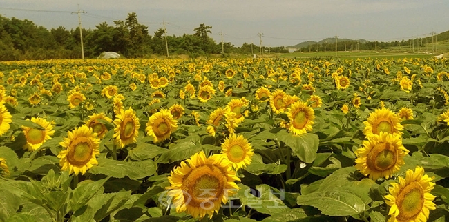 ▲ 15일 전남 신안군 비금도에 황금빛 해바라기 꽃이 활짝 피어 장관을 이루고 있다./연합뉴스