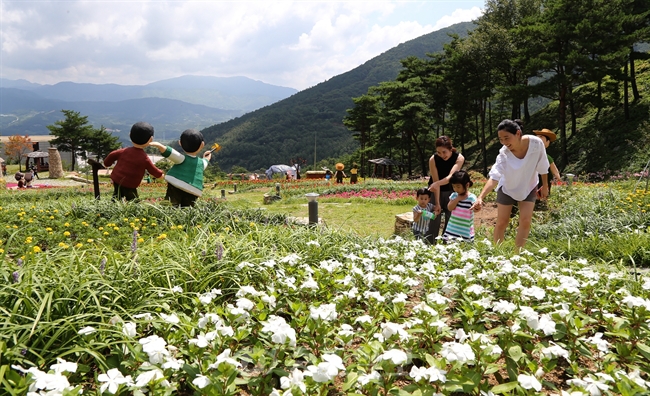 ▲ 17일 경남 산청군 금서면 동의보감촌 내 허브 동산에 가을꽃이 허브와 어우러져 나들이 나온 가족들의 눈길을 사로잡고 있다./연합뉴스