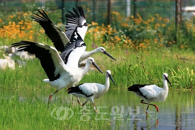 다음달 3일 예산황새공원에서 방사되는 황새들이 비행연습을 하고 있다.