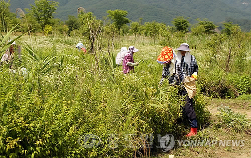 ▲  쯔쯔가무시증은 전국에서 발생이 가능하지만, 특히 남서부지역에 서식하는 '활순털진드기' 등에 물려 발생한다./사진=연합DB