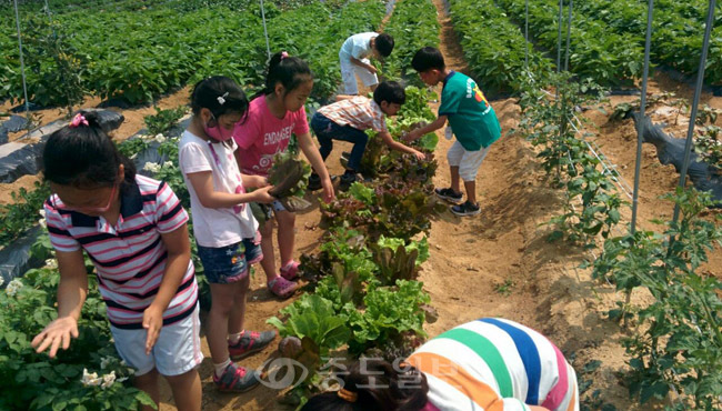 ▲ 연동초가 자랑하는 2만여㎡ 규모 농장에서 체험 활동 중인 아이들.