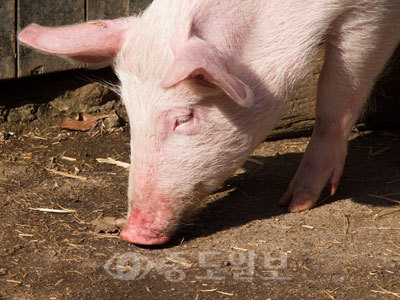 ▲ 충남 축산물 브랜드인 '포크빌 포도 먹은 돼지'가 2년 만에 또다시 소비자가 꼽은 최고 브랜드로 선정됐다.