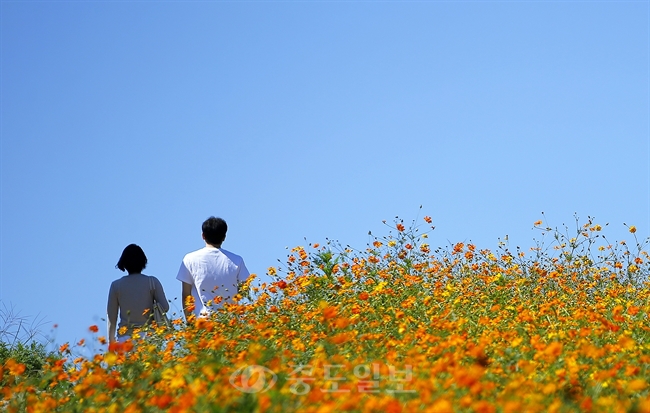 ▲ 서울 오륜동 올림픽 공원 내 들꽃마루 황화 코스모스 밭을 찾은 시민들이 성큼 다가온 가을을 만끽하고 있다./연합뉴스