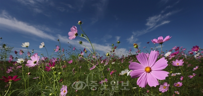 ▲ 경기도 파주시 파평면 율곡습지공원에서 코스모스가 파란 하늘 아래 만개해 있다./연합뉴스