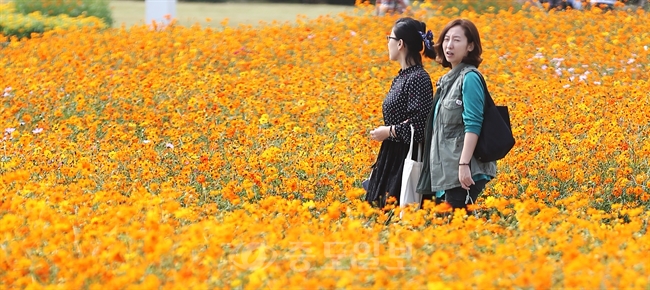 ▲ 서울 마포구 월드컵공원 내 평화의 공원에서 열린 '2015 서울정원박람회'를 찾은 시민들이 코스모스 꽃밭을 지나고 있다./연합뉴스