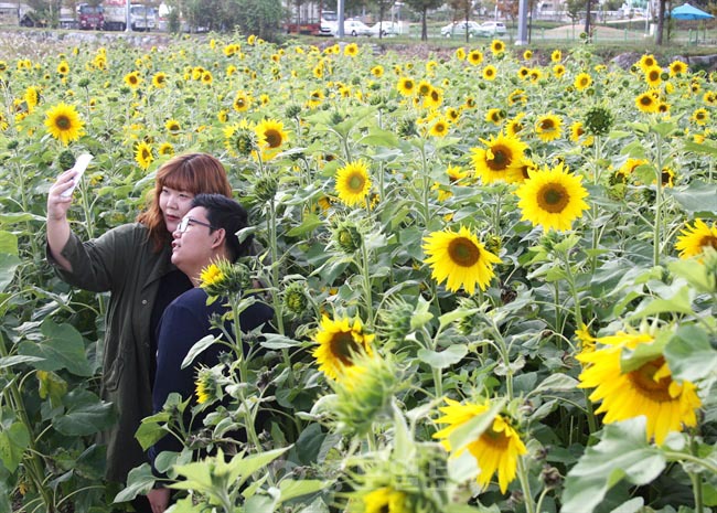 ▲ 충북 증평군 증평읍 보강천 변에 조성된 해바라기 꽃밭에서 관광객들이 휴대전화로 사진을 찍고 있다.